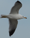Larus armenicus